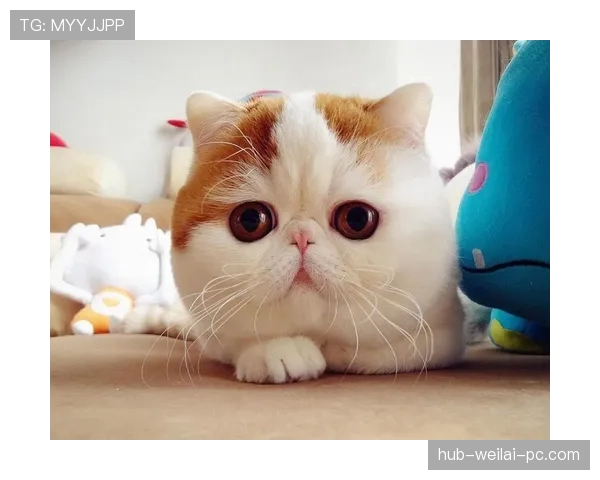 汪周雨训练场上的“钢铁直男”，私下却是甜到让人怀疑人生的软萌宠蛋？